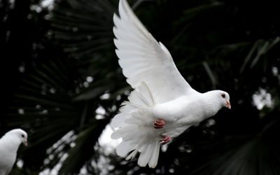 Afterlife Communications: A Soft White Dove