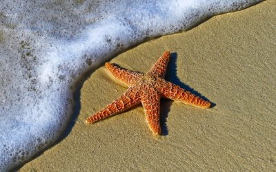 Spiritual Significance of Starfish