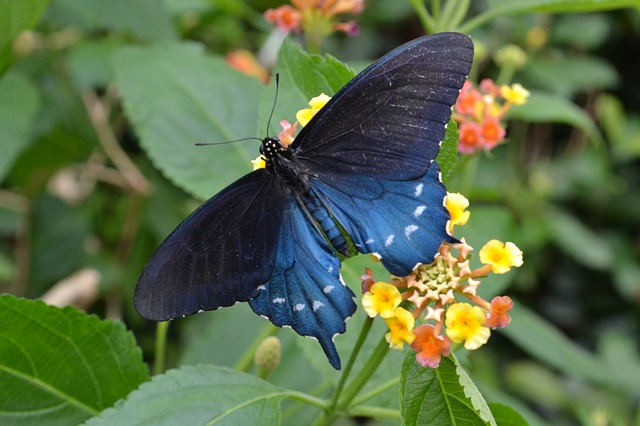 Afterlife Communications: Blue Butterfly