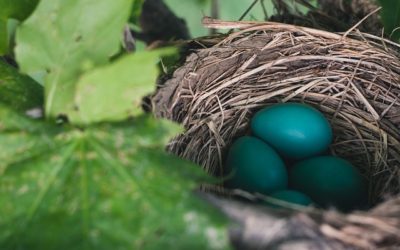 Afterlife Communication: A Robin’s Nest