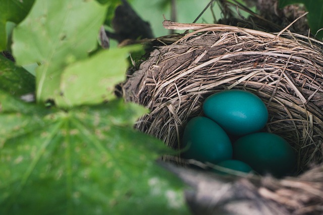 Afterlife Communication: A Robin’s Nest