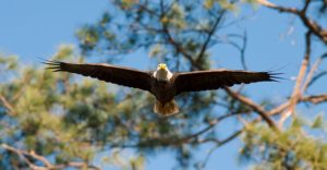 Eagle Ascending to Heaven