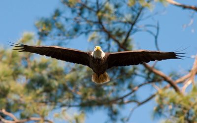 Soaring Ascent