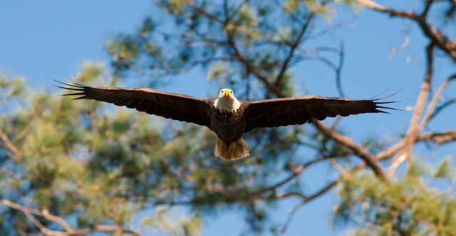 Soaring Ascent