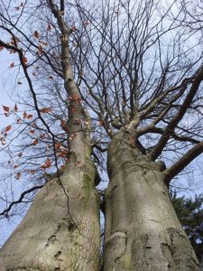 image of beautiful tree