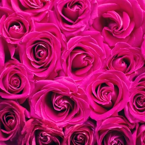 Afterlife Communication Pink Roses Image