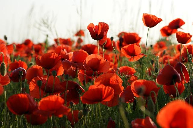 Poppies for Robin Gibb
