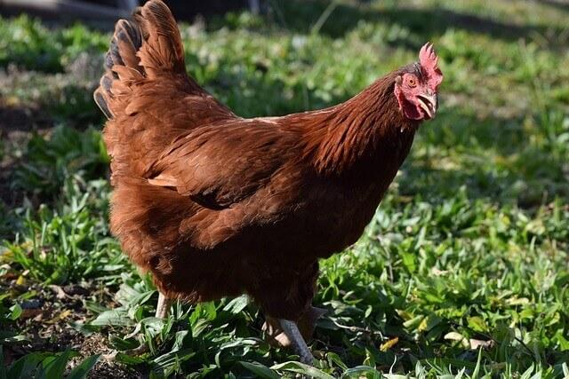 Rhode Island Red hen
