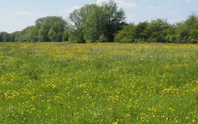 Remembering Robin: An Afterlife Communication Story